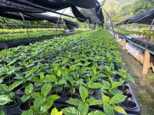 tubetes-plasticos-para-cafe