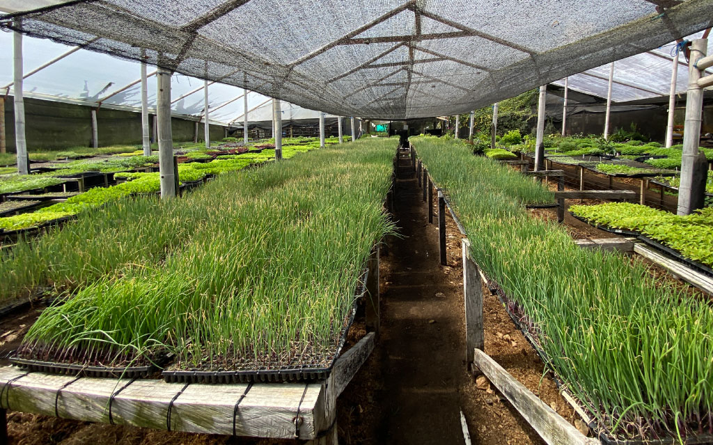 bandejas-para-germinar-cultivo-de-cebolla