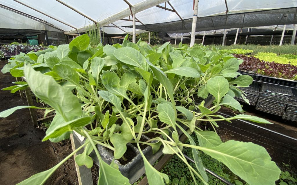 Bandejas-de-Germinación-para-Invernaderos