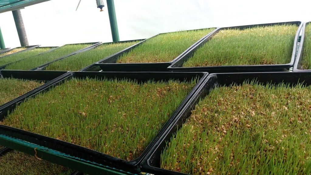 Bandejas para forraje verde
