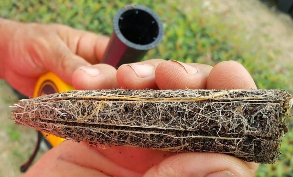 Tubetes de Germinación para Eucalipto