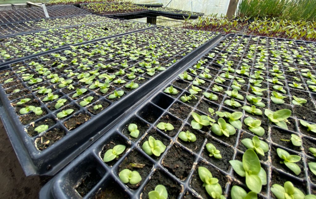 bandejas-de-germinacion