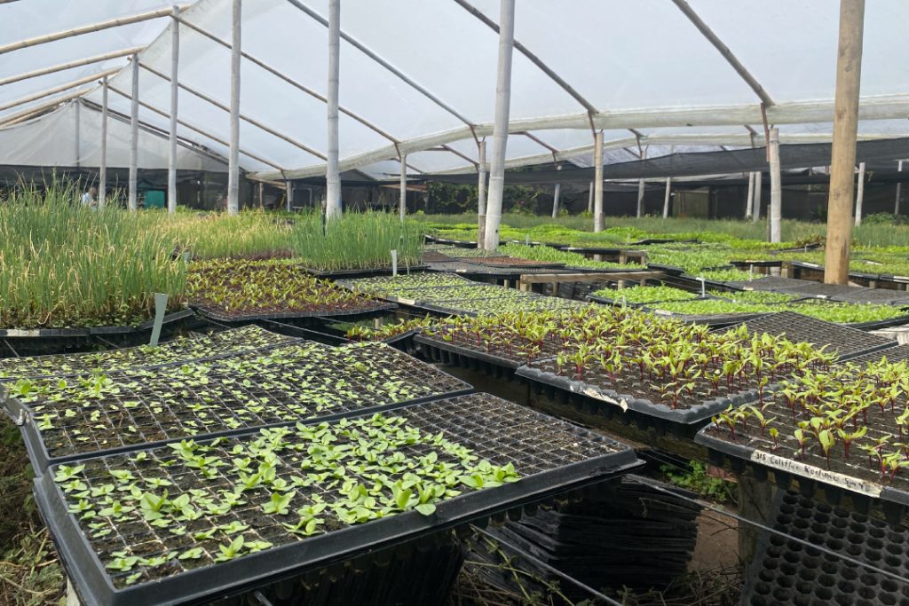 Plastic-Trays-for-Agricultural-Nurseries