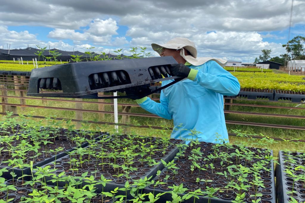 Recyclable-Propagation-Trays-Latin-America