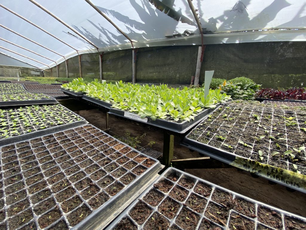 Bandejas de Germinación, Semilleros, Forrajeras y Canastillas Plásticas para Cultivos en Rionegro y Llanogrande Antioquia