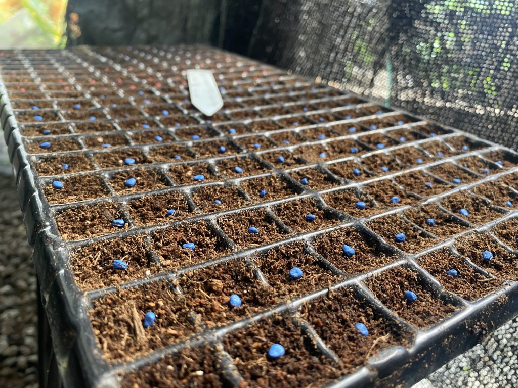 bandejas de germinacion en bucaramanga y santander