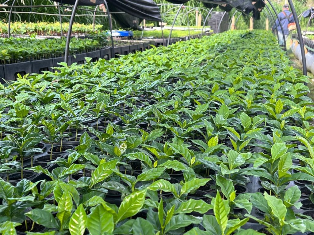 Bandejas y Tubetes para Cultivo de Café en Huila