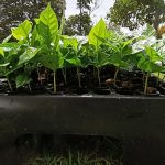 Tubetes De Germinación para Café 310 CM3
