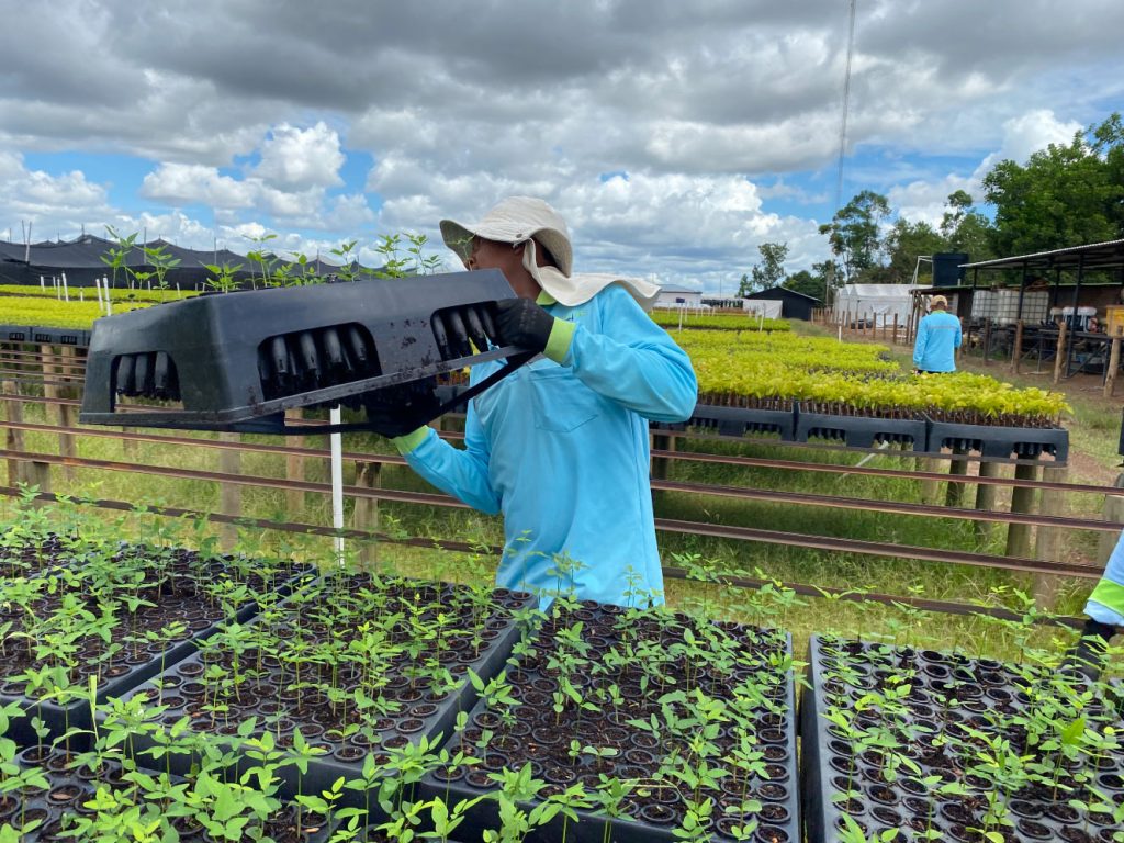How-to-Choose-the-Best-Nursery-Trays-for-Reforestation-Projects-EEUU