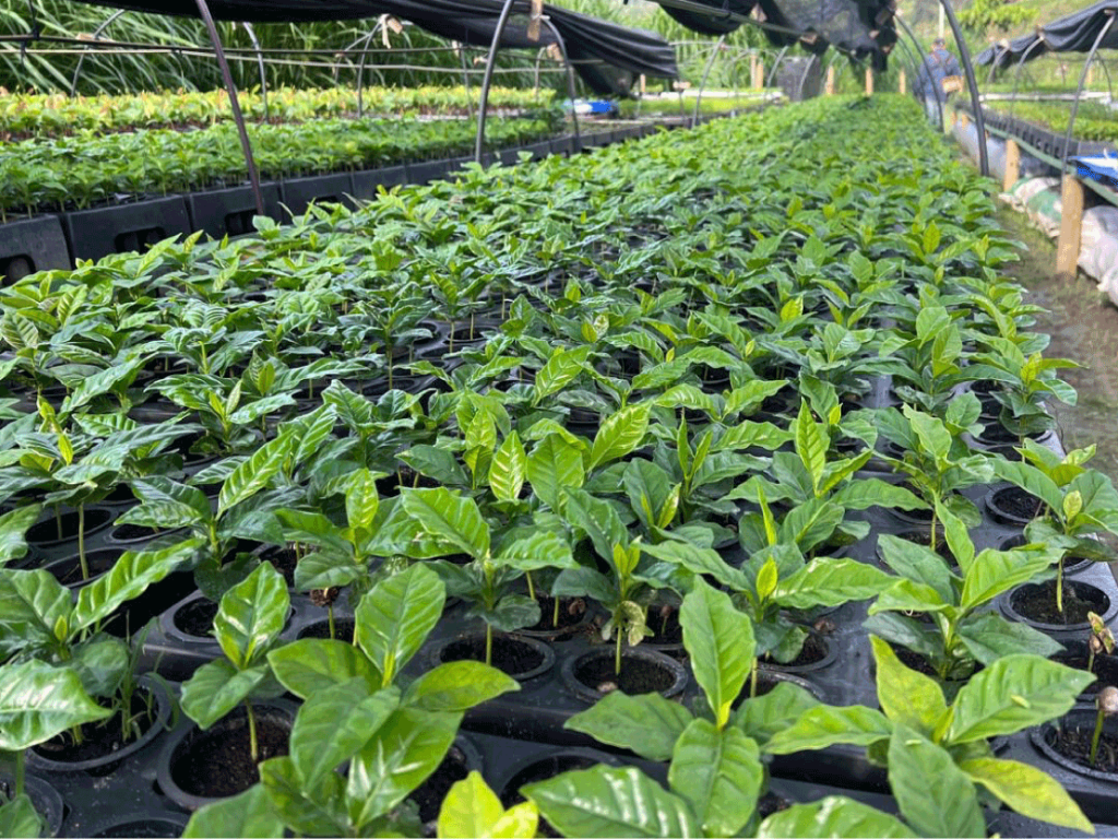 Bandejas-y-tubetes-para-siembra-de-café-en-la-Sierra-Nevada-de-Santa-Marta