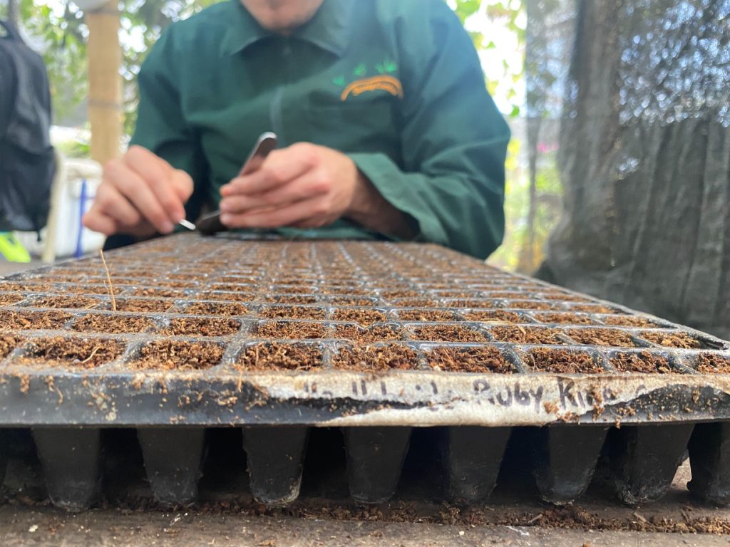 semilleros-para-germinar-plantas